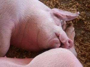 Paraguay : Exportaciones del sector porcino se duplicaron en el primer bimestre del año