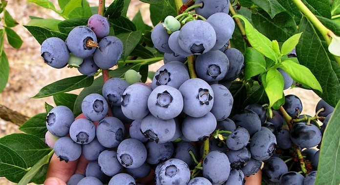El Seminario de Blueberries Consulting se queda definitivamente en Marruecos