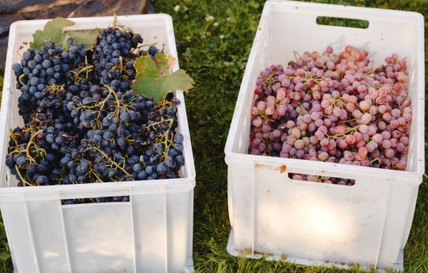 Comité de Uva de Mesa de Frutas de Chile proyecta exportar 35 millones de cajas a EEUU