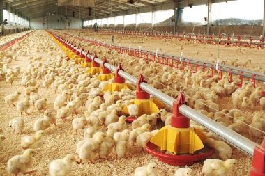 Pronostican estabilidad en la producción de carne de aves de la UE para 2024
