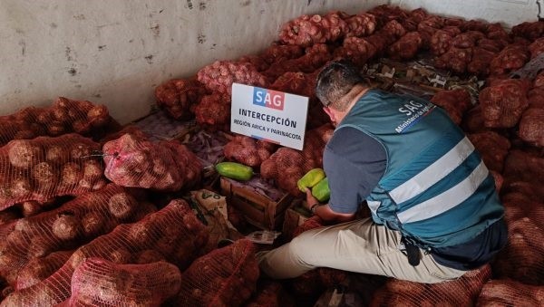 SAG descubre centro de acopio clandestino de productos agrícolas de alto riesgo fitosanitario