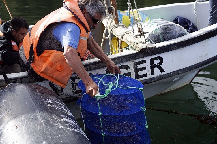 Siembra de ostras y ostiones apuesta por diversificar producción de acuicultores en Puerto Raúl Marín Balmaceda