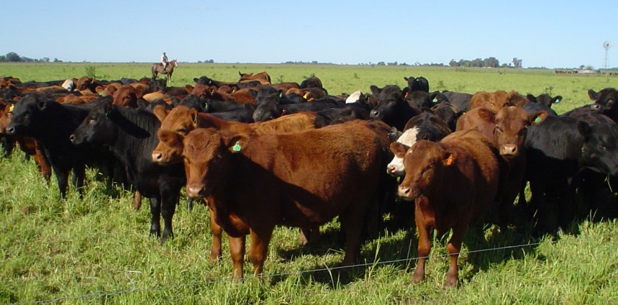 Cómo está el mercado del novillo en Mercosur