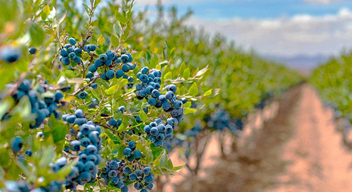 Hasta marzo, la producción de arándanos peruanos está bajo un -22% respecto a la campaña 2022- 2023