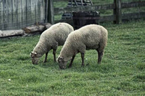 Proyecto apuesta por revitalizar la ganadería ovina de Ñuble