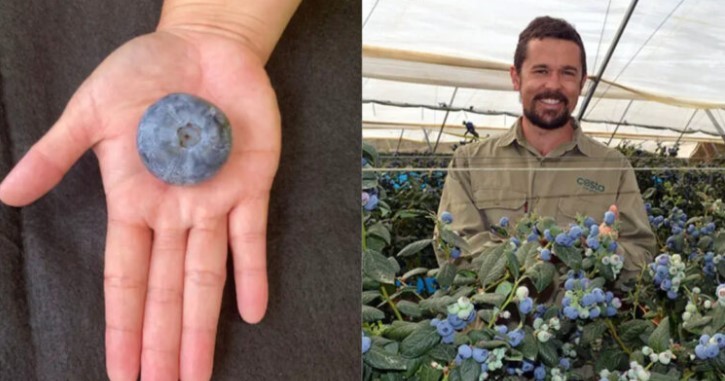 Este es el arándano más grande del mundo: ganó récord Guinness