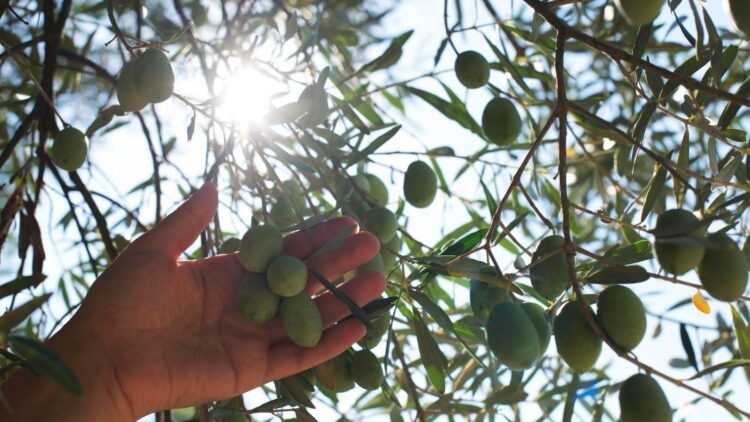 Adiós a usar agua en la agricultura: el invento español que produce las primeras «frutas solares»