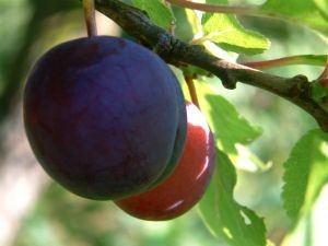 Informe semanal del mercado mayorista de frutas chino, semana 11 Las ventas de ciruelas chilenas se frenan, mientras que los precios del aguacate repuntan ligeramente