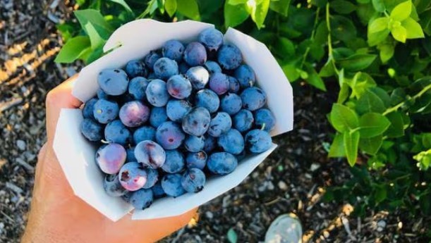 Ingresarán a Perú 200,000 plantas de arándano de Chile este mes