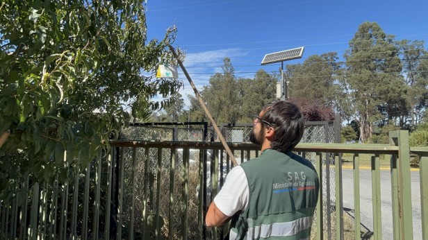 SAG Biobío realiza simulacro de emergencia sanitaria por moscas de la fruta