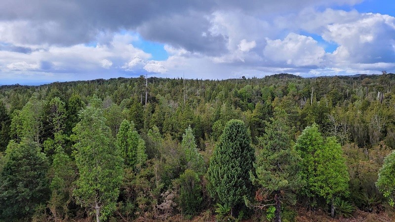 En el Día Internacional de los bosques: La sanidad forestal es una de nuestras prioridades