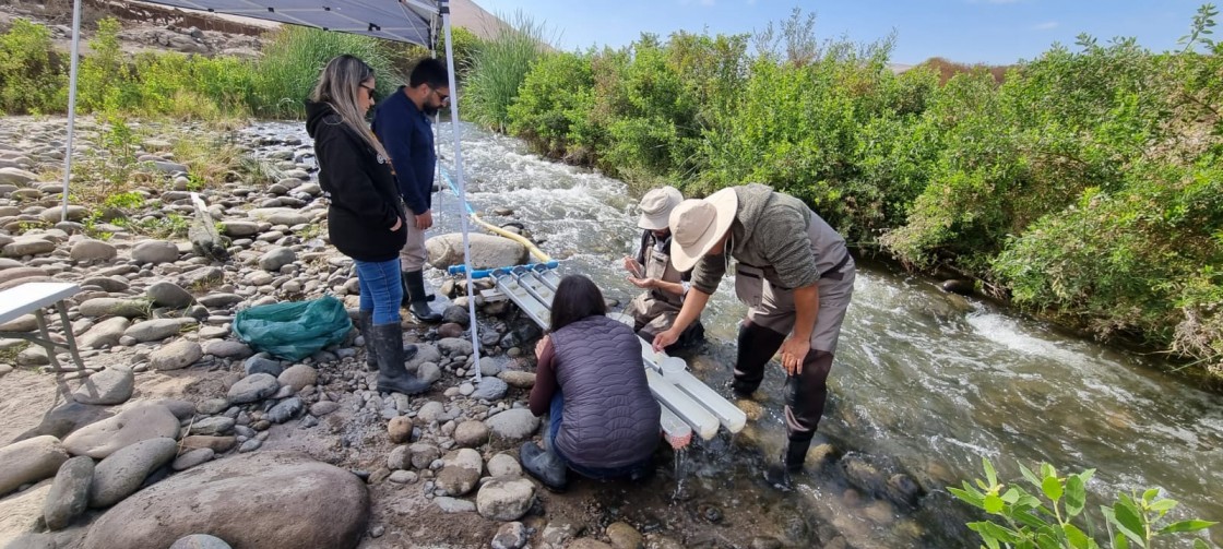 Investigadores de INIA La Platina generaron bioinsumo para controlar plaga de jerjeles que afecta a vecinos del río Lluta en Arica