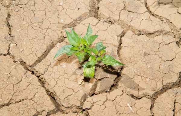 Expertos chilenos anticipan posibles impactos del fenómeno de La Niña en la agricultura