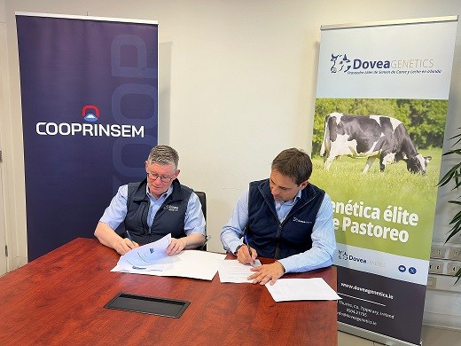 Cooprinsem y Dovea Genetics unen fuerzas para la exportación de genética bovina de excelencia