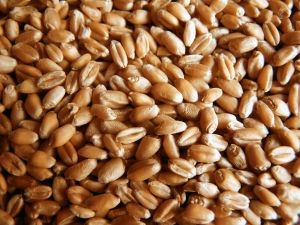 Molienda de trigo de la Región del Biobío disminuyó 0,9% en febrero
