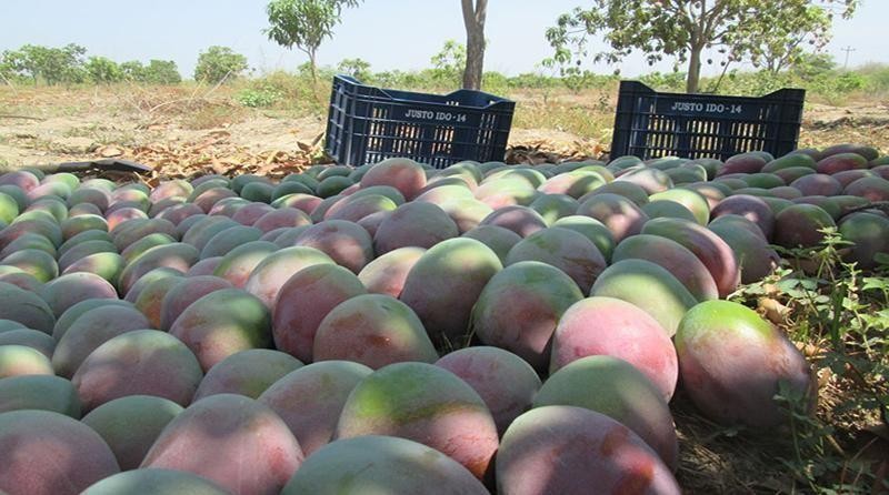 Perú: Producción nacional de mango se contrae -83.2% en enero de 2024