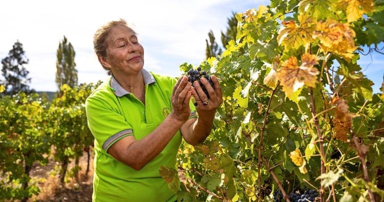 INDAP anuncia inversión de $1.500 millones para productores viñateros de Ñuble