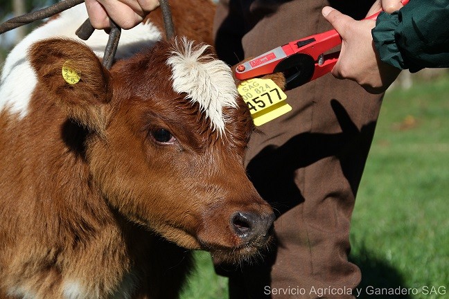 Más de 10 mil productores de la región de Los Lagos declararon sus animales en el SAG