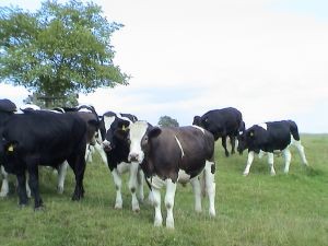 Producción de carne en vara de ganado bovino de la Región del Biobío creció 27,8% en doce meses