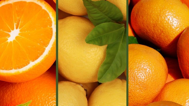 Comité de Cítricos de Frutas de Chile: Estima que las exportaciones de cítricos chilenos bajarían un 4% la temporada 2024