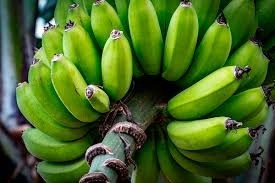 Las primeras bananas paraguayas ya van camino de Chile