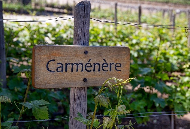 LA ASOCIACIÓN DE INGENIEROS AGRÓNOMOS ENÓLOGOS DE CHILE ENTREGA RECOMENDACIONES DE MARIDAJES OTOÑALES CON CARMÉNÈRE, LA CEPA EMBLEMA DE CHILE