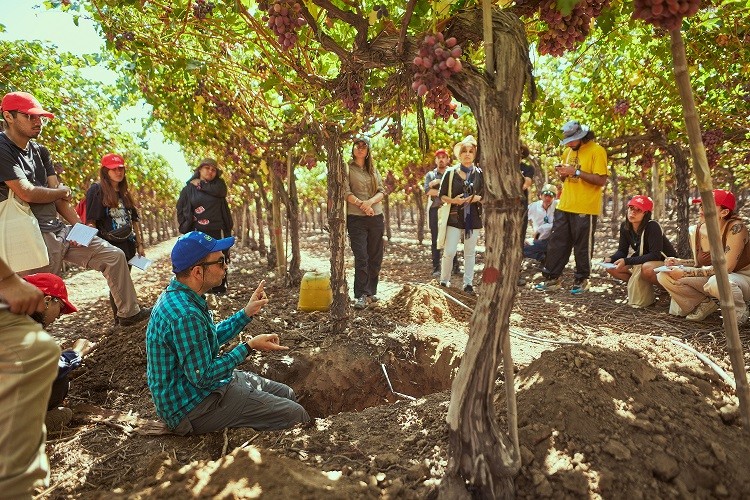 Bayer ForwardFarming: 70 estudiantes de Agronomía de la Universidad de Chile participan en recorrido por campo sustentable 