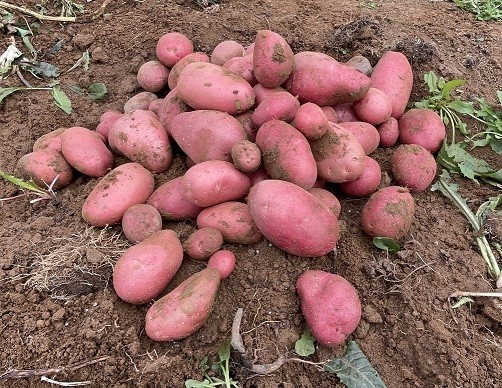 Productores cosechan ensayos de nuevas variedades de papa en la provincia de Arauco