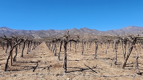 Zonas productivas sin agua en Coquimbo: dirigentes y regantes acuerdan presionar por medidas concretas para sobrevivir la sequía