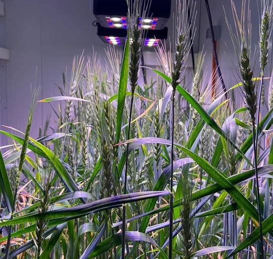 El boom de la edición genética en la agricultura mundial