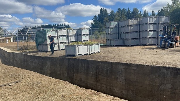 SAG Biobío fiscaliza funcionamiento de poderes compradores de uva