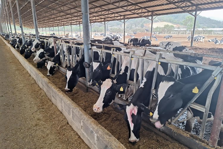 Recepción nacional de leche rompe tendencia a la baja y sube 1,8% en enero de 2024