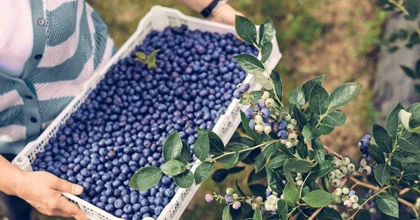 Arándano peruano: Comportamiento de la variedad Ventura para este año