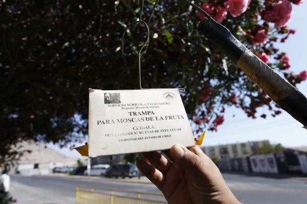 SAG activa plan de contingencia para controlar Mosca de La Fruta en Los Andes y San Sebastián