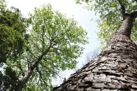 Bosque nativo en Biobío supera el 24,9% según infografías del Sistema de Monitoreo de Ecosistemas Forestales liderado por INFOR