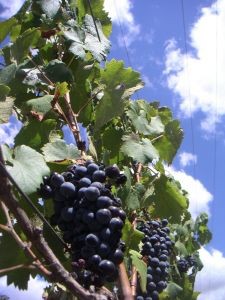 Productores de uva de Latinoamérica discuten estrategias para combatir la volatilidad de precios