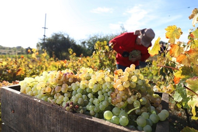 Viñateros de Quillón intentan capear crisis de precios con apoyo de programa de la UdeC
