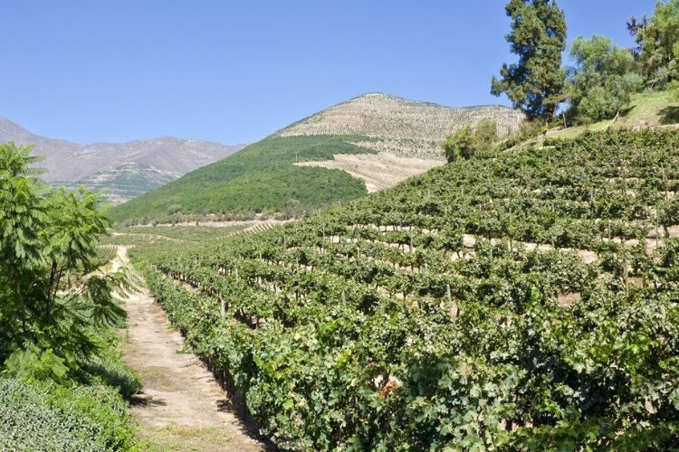 Pymes agrícolas de Aconcagua Quillota optimizan gestión de riego con tecnologías de eficiencia hídrica