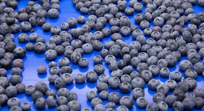 La demanda impulsa la creciente producción de arándanos en China