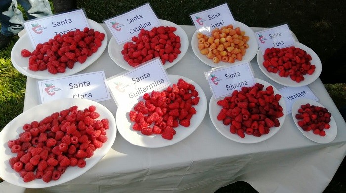 Investigadoras de la Universidad Católica impulsan el recambio varietal en Chile