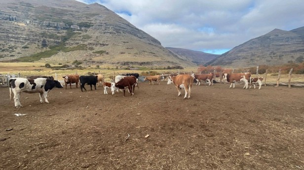 Rebaños de animales comienzan a regresar desde las veranadas en la provincia de Biobío