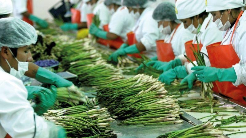 Perú: Exportaciones de espárrago descienden 62.6% en volumen en marzo de 2024
