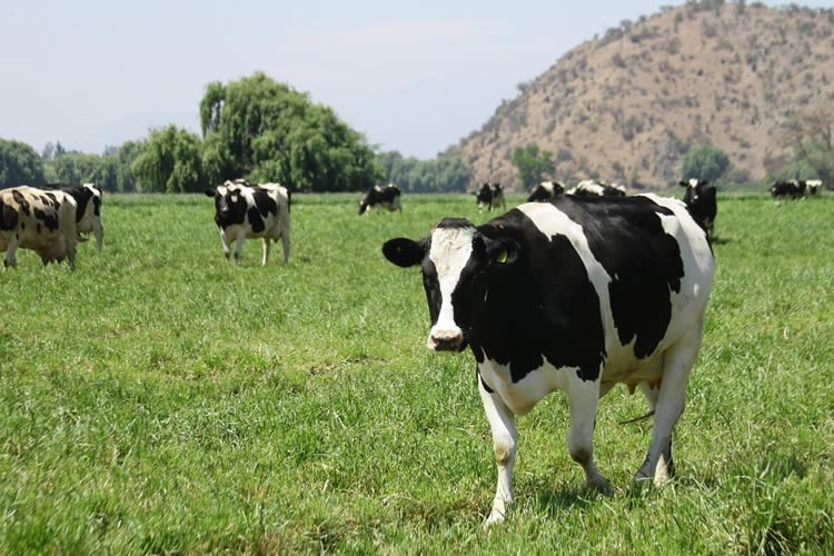 Recepción nacional de leche cruda sube 2,6% en los primeros dos meses de 2024