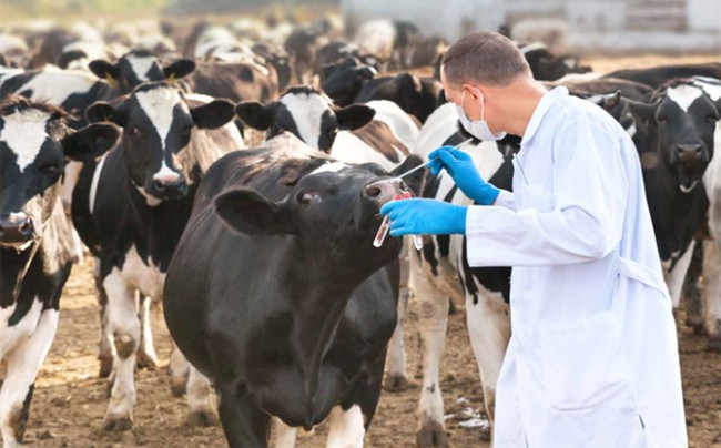 El USDA confirmó que el Virus de la Influenza Bovina se transmite de vaca a vaca