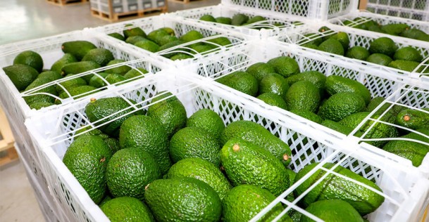 Exportaciones de palta fresca aumentaron 35 % en volumen y 46 % en valor durante el primer trimestre de 2024