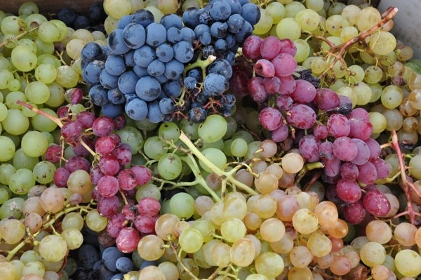 Vitis Vinífera, la inmensa variedad de uvas para vinos en el mundo