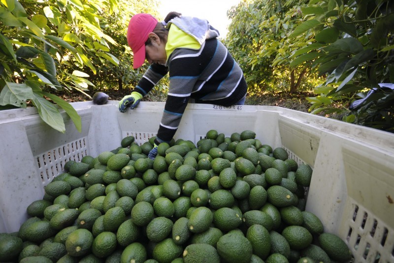 Perú rumbo a ser el octavo exportador de fruta a nivel mundial, según Mincetur