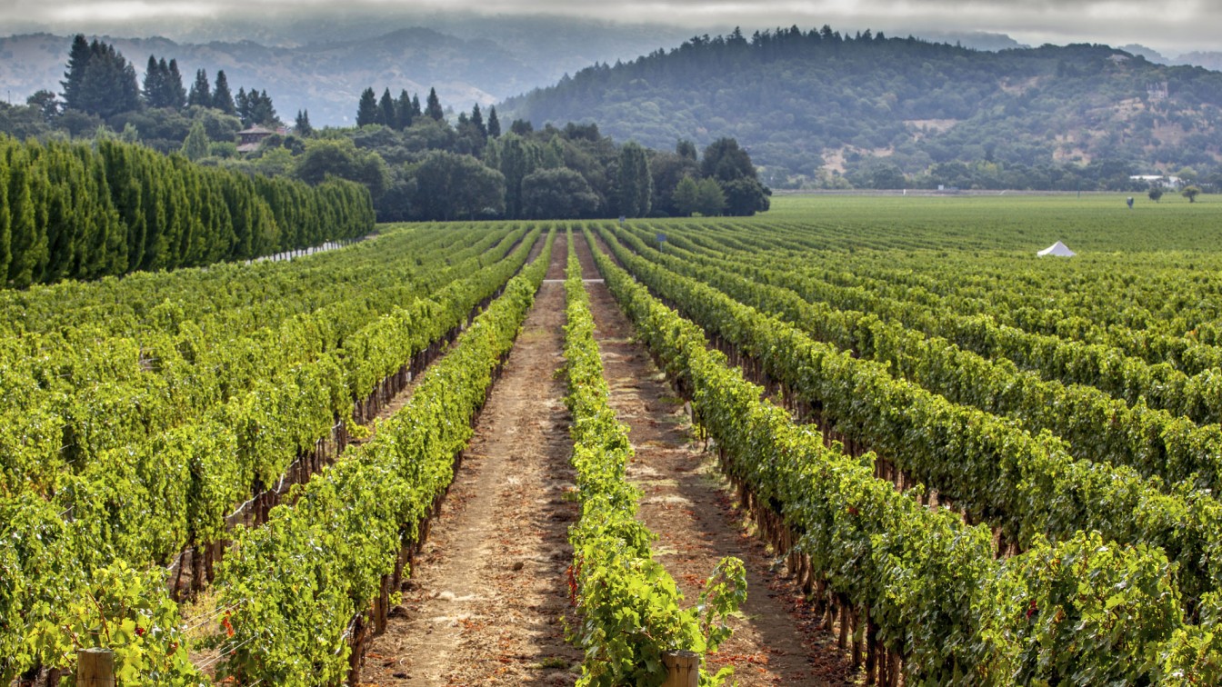 La producción mundial de vino cayó un 10% en 2023 por el clima extremo