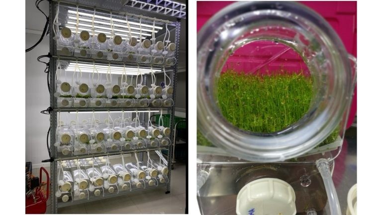 FIA y SynergiaBIO desarrollan metabolitos de plantas nativas para control natural de patógenos en el agro
