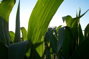 Argentina: por una plaga en el maíz, Córdoba perderá U$S 1.100 millones